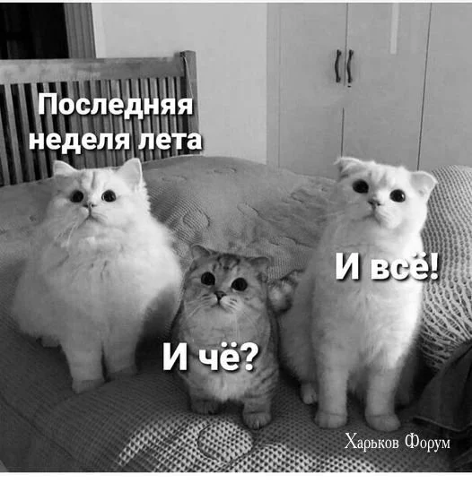 716d99fc403b87e522.webp