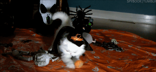 717319ee2b73d477.gif