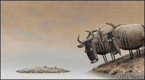 717af73d18a8ac812e476e2.gif