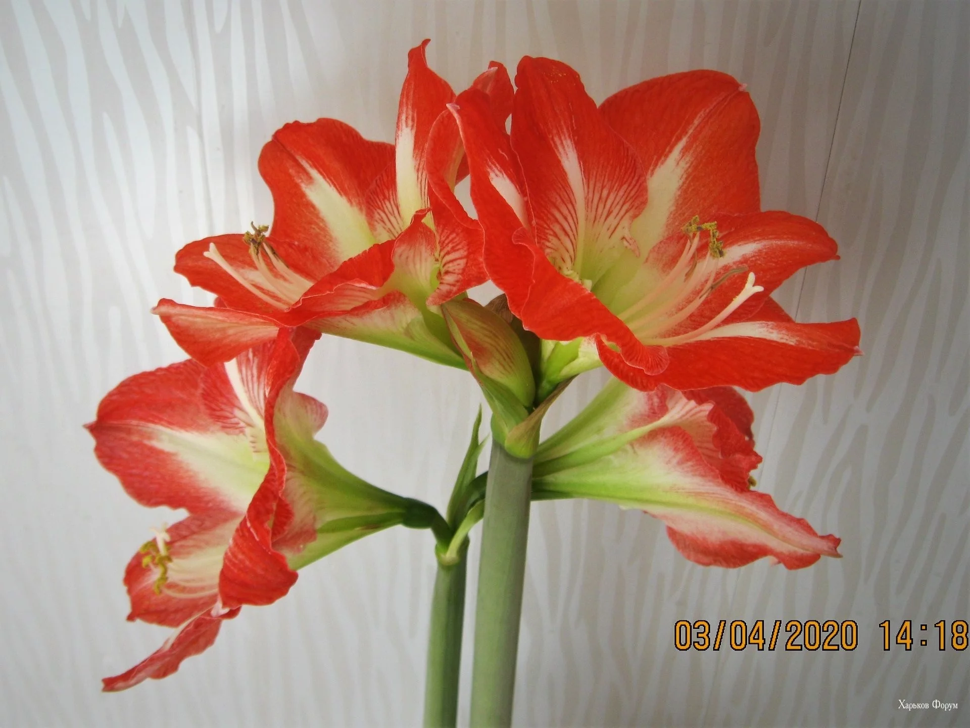 71eb5bce0fcc4e1e45.webp