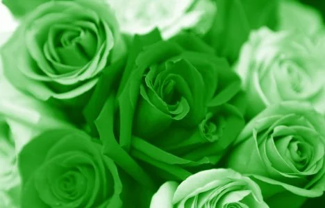 72443583_18a98f1f03e31.webp