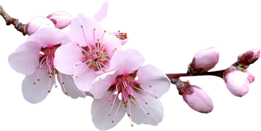 72924932_0_4ff55_6d40a569_XL.webp