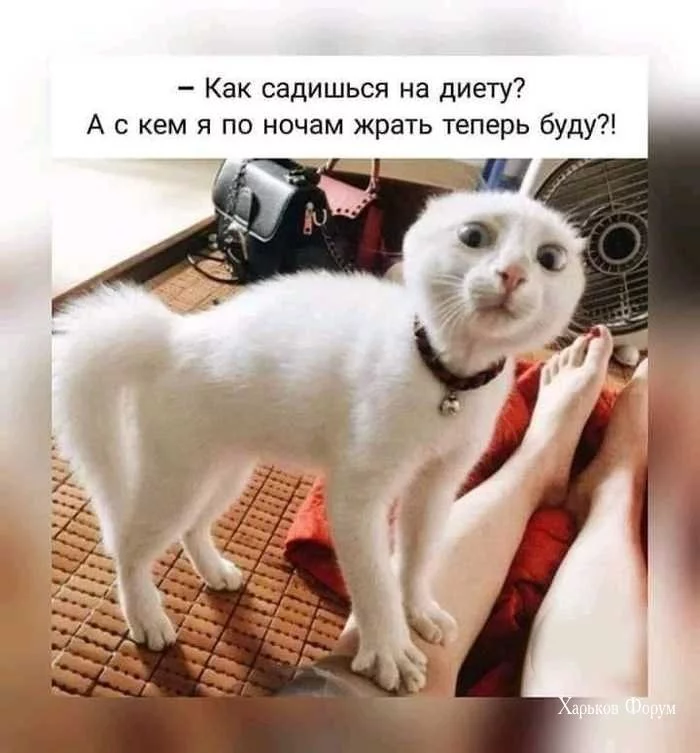 72c6faa08bb52ae9565d66.webp