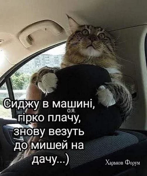 72fc1ea48dcf7973374.webp