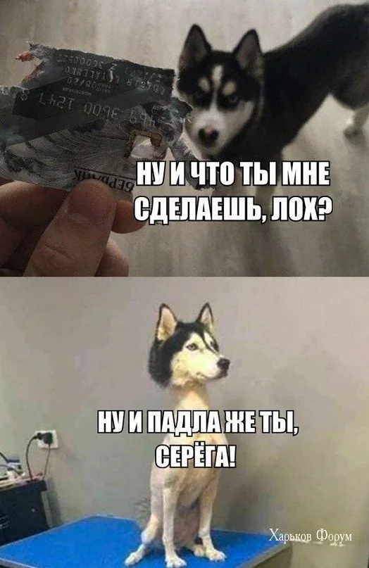 732a9b154c7fe4a3163b3.webp