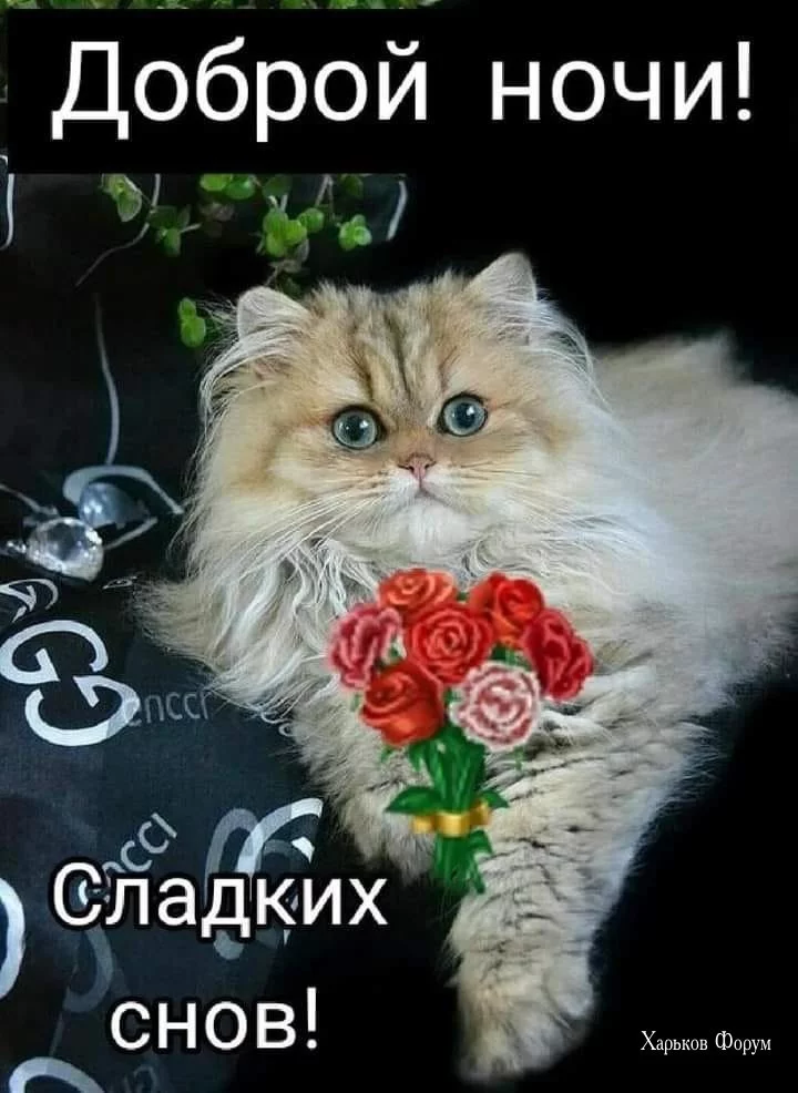 7338204d46611fca5a10.webp