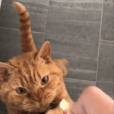 73ac51a6a5fa6321342.gif