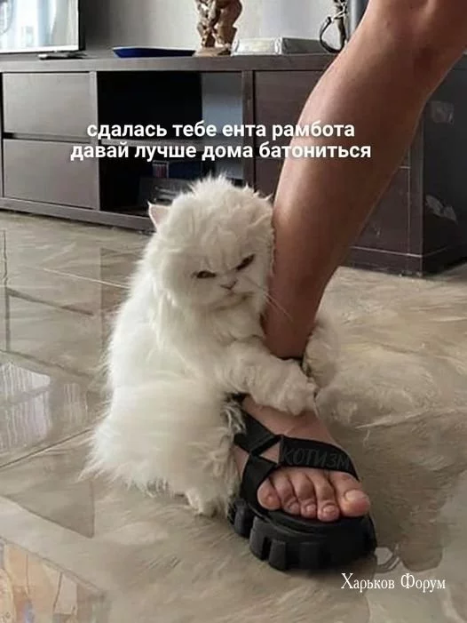 73b86cfca00f8b6145.webp