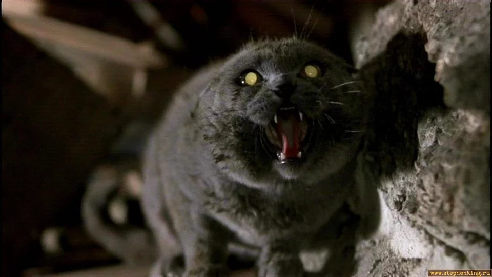 741658pets_4.webp