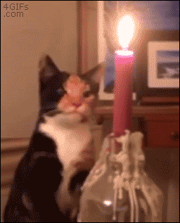 7448704_original.gif