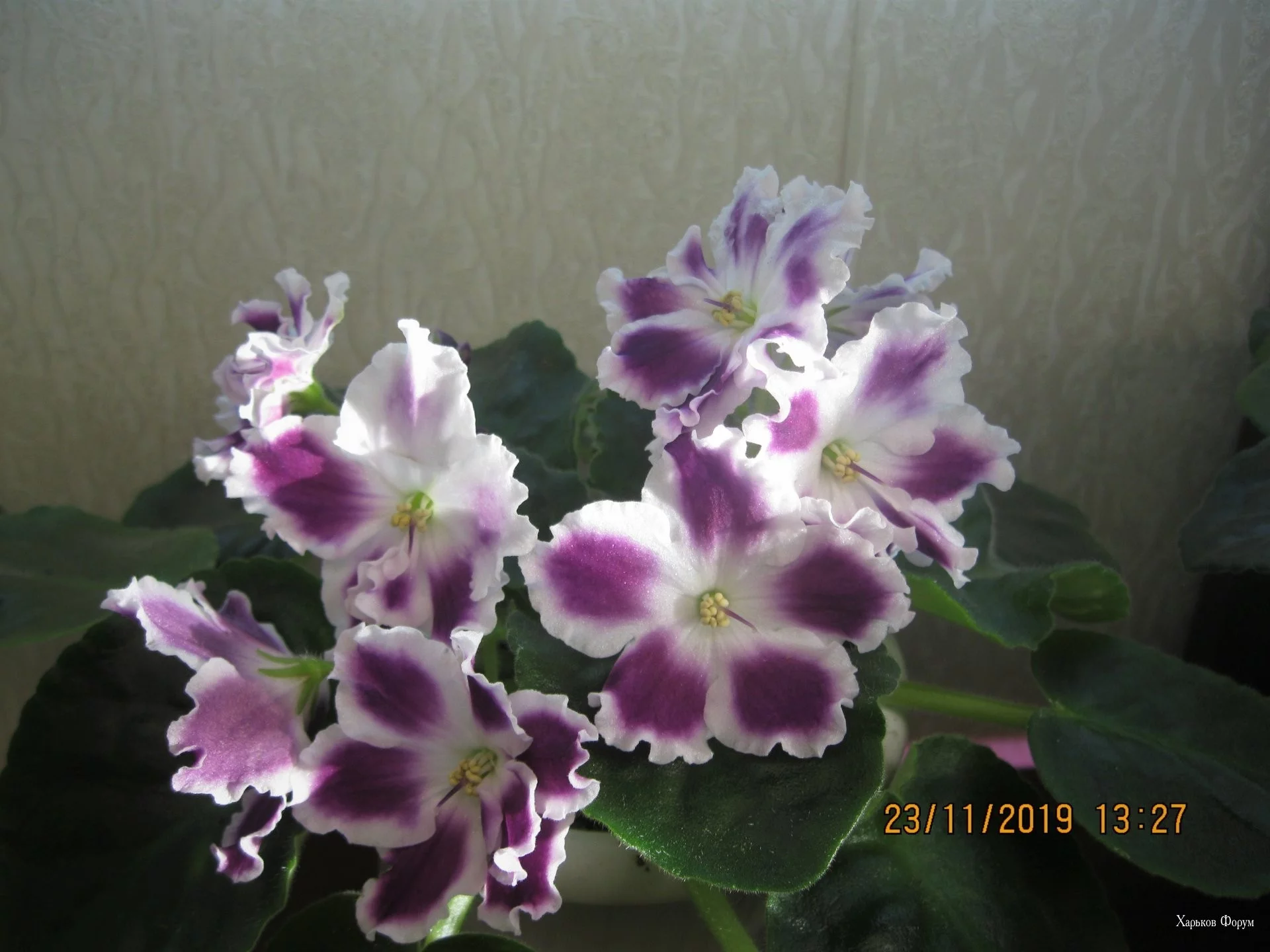 74afbed620ad624f5.webp