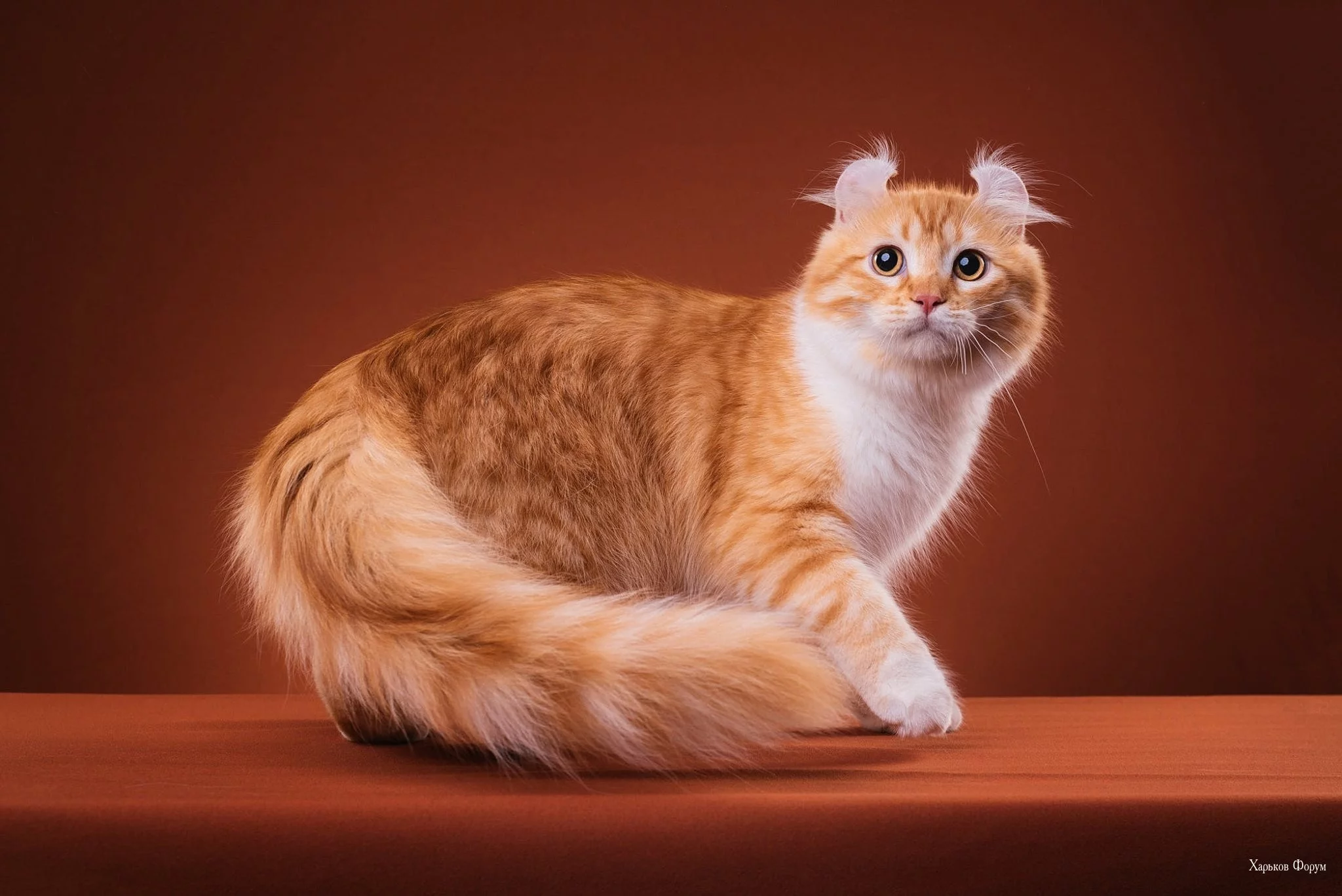 74c33e0f92933b5bbeac7.webp