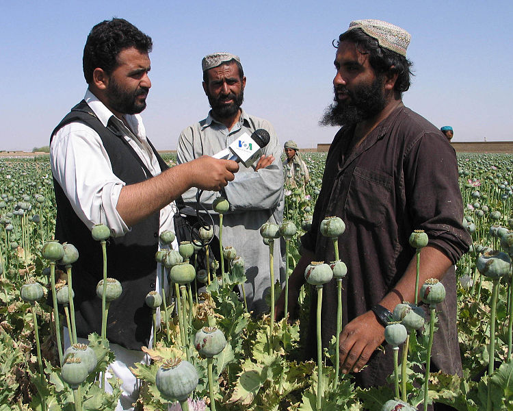 750px-Afghan_poppies.jpg