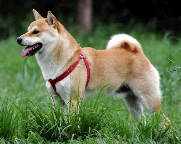 750px-Shiba_Inu.webp