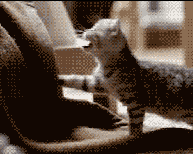 751227008.gif