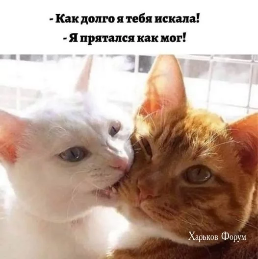 753378bfe8a413e8d2d47b.webp