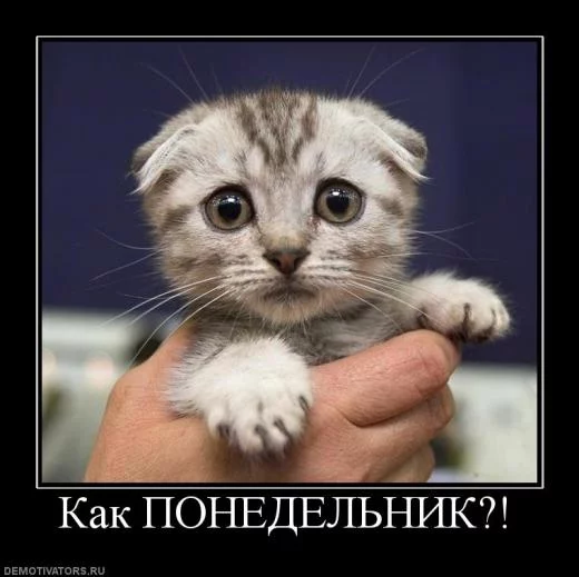 75481076_23_utro_ponedelnika.webp