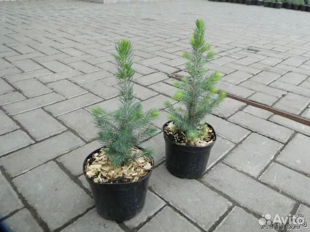 75562419.webp