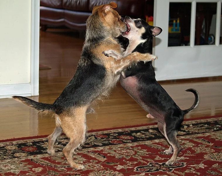 758px-Dogs_roughhousing_by_David_Shankbone.webp