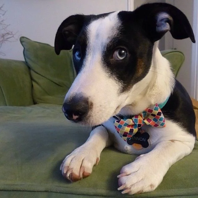 75941-Cute-Doggy.webp