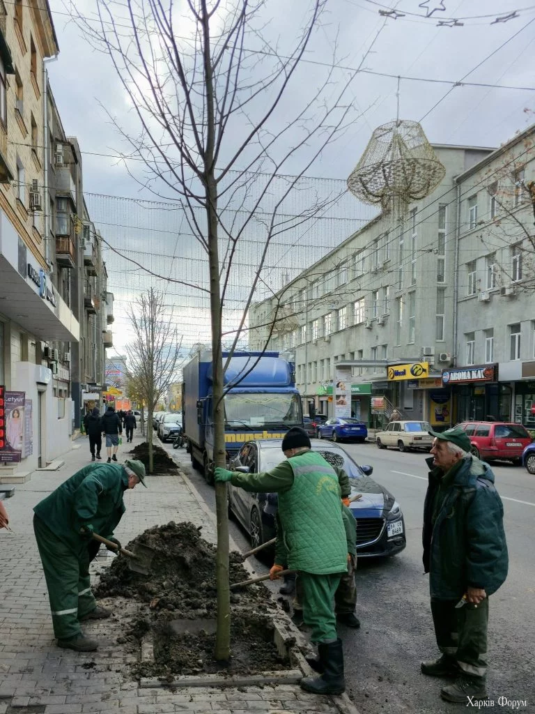 Висадка лип у центрі Харкова у жовтні 2025 року