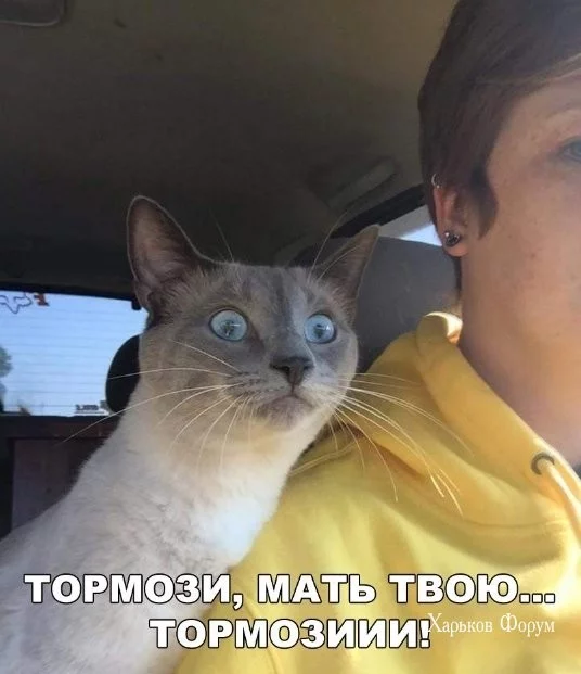 75c45d6c0d186bfa1.webp