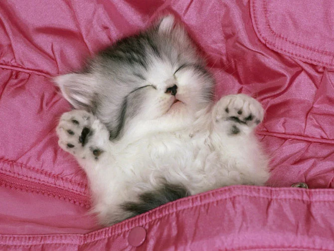 76166343_3416556_Cuties_22.webp