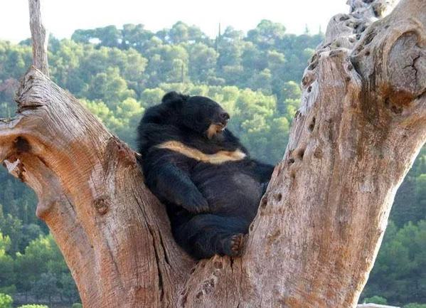 7632284_070219_bear.webp