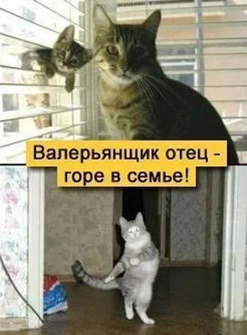 7681606.webp