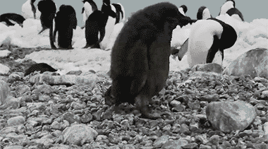 76b4f83d760ec5d4.gif