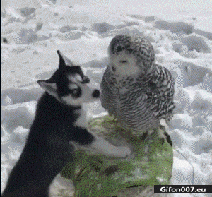 76e5488ef022ed808a01e18.gif