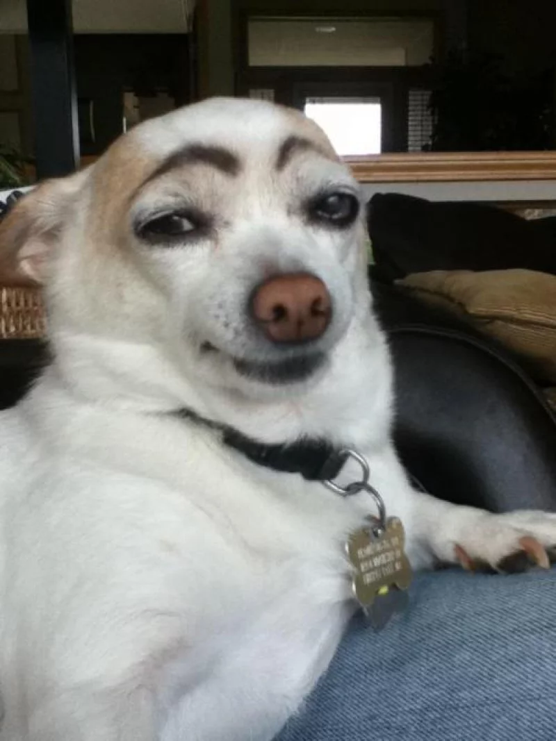 77169a12bf4301f8ab013-dog-with-eyebrows-looks-smug.webp