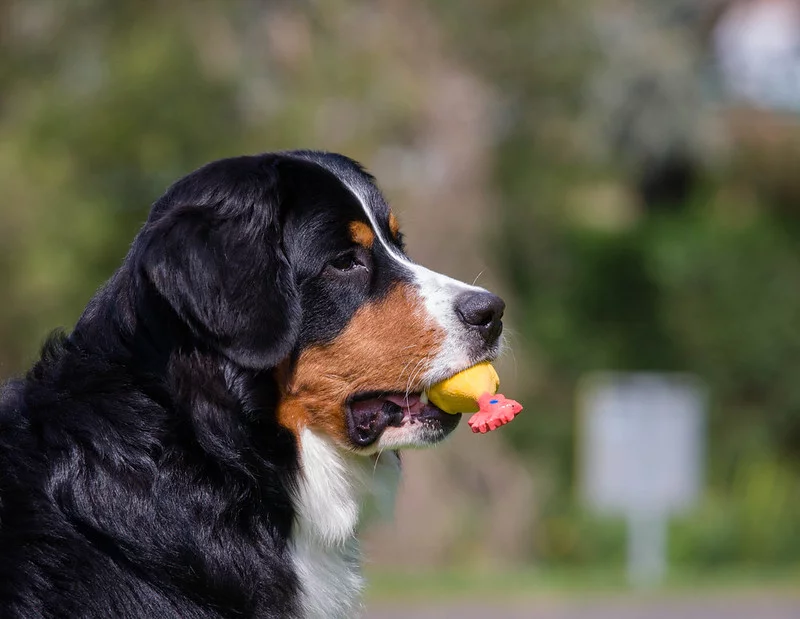 7717405686_1cffcc80ef_c.webp