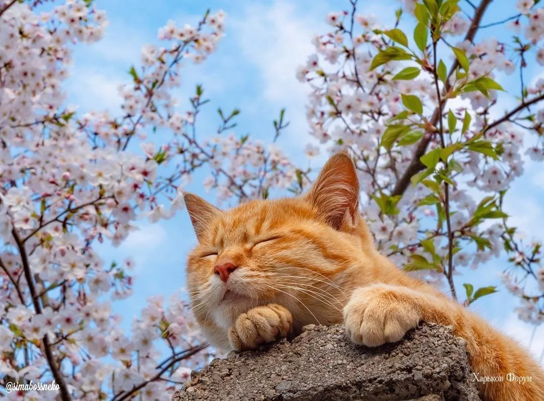 774bbf55c41e5afab.webp