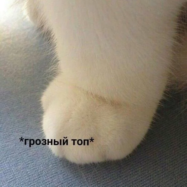 7785ef3574c0c9a9c0b12a9c1852f44d.webp
