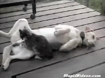 77a5b453067b3f8437.gif