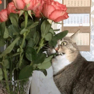 77c374a7cea6ce83d.gif