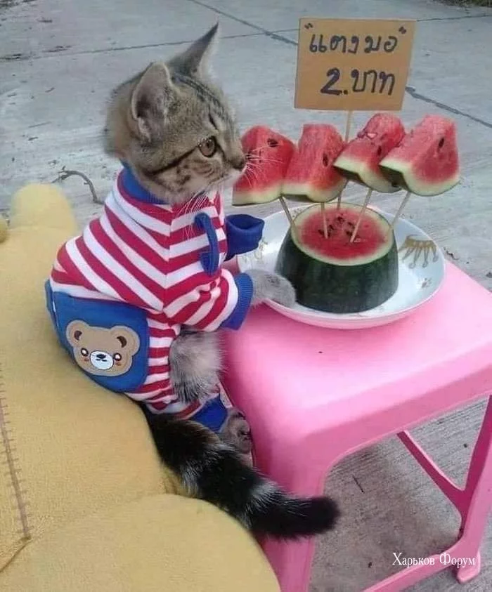 77f87d1205f69950ff971165.webp