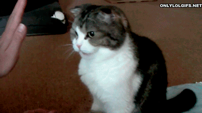 784c2cb1142994cd92.gif