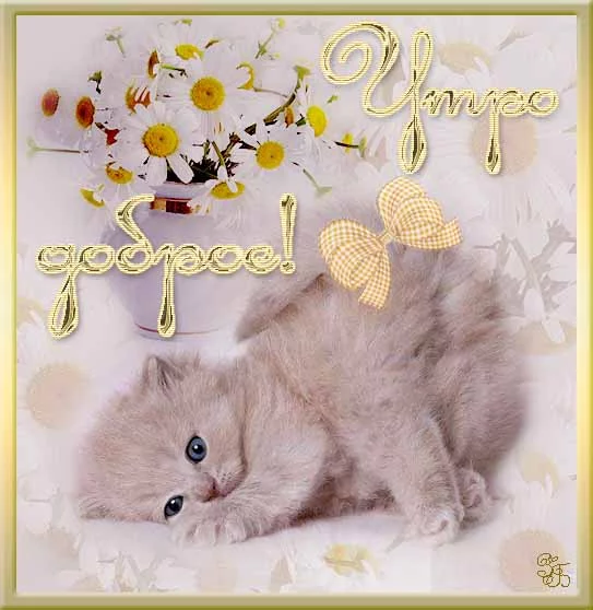 78734300_DOBROE_UTRO_s_kotikom.webp