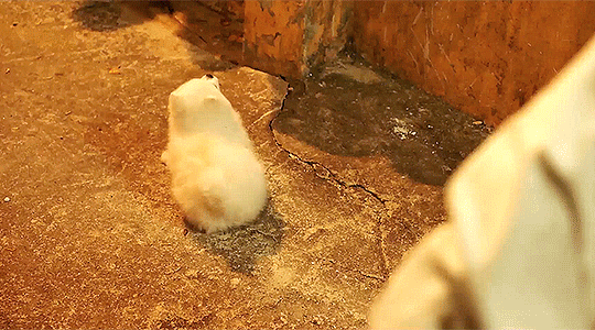 790c7a56d11fe6ab6fd397b995aa570008abccad.gif