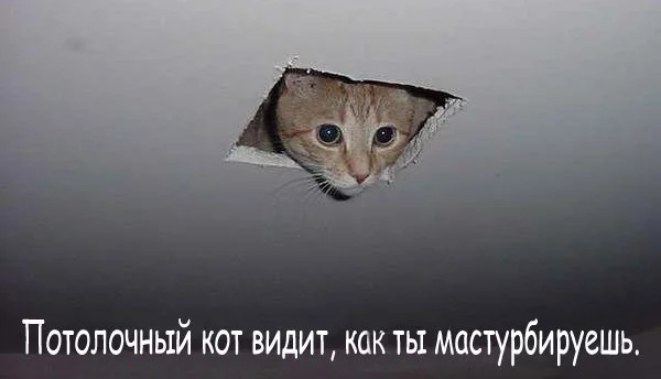 7918761__cat_rus.webp