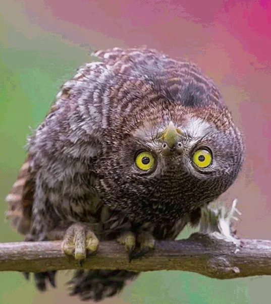 798fpY2S_o.webp