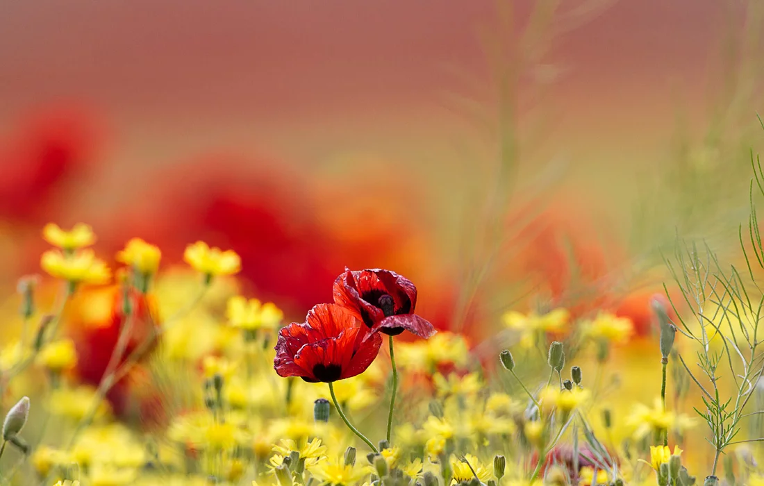 799322_original.webp