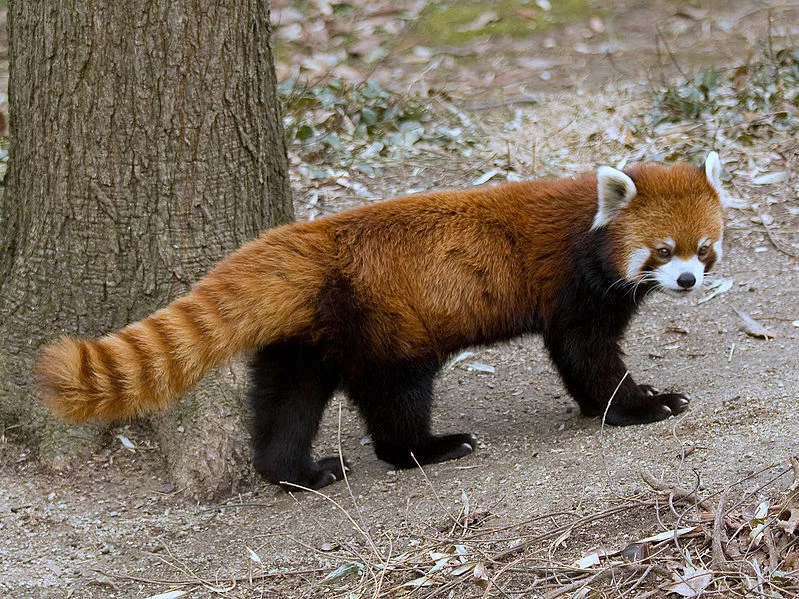 799px-RedPandaFullBody.webp