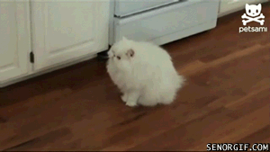7a0441a87cfb24de.gif