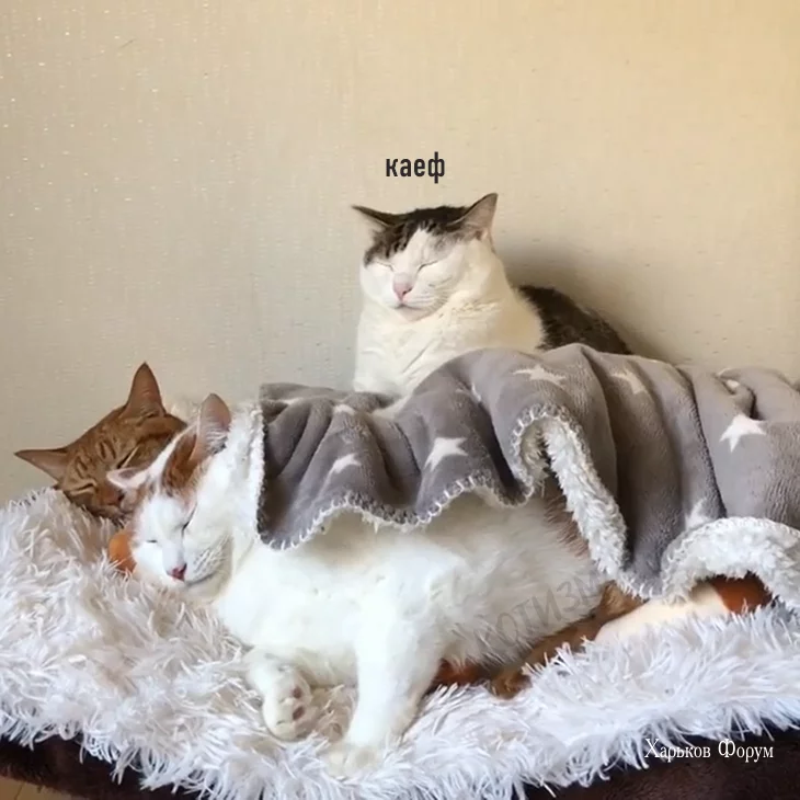 7a102dda471af193004.webp