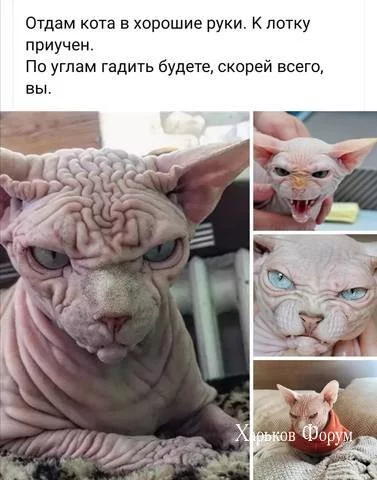 7a6f30fd818806c4e1.webp