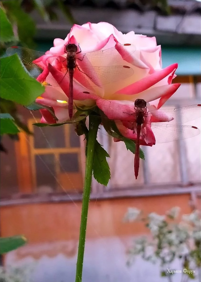 7aa190bd7688a4dd796e4.webp