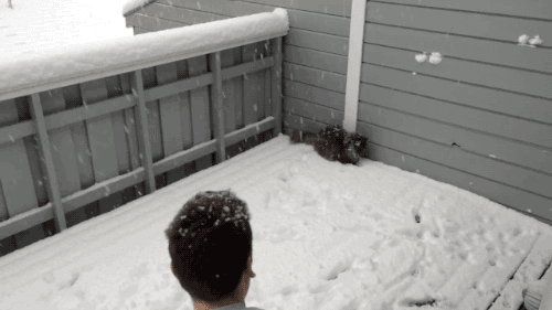 7agcjg.gif